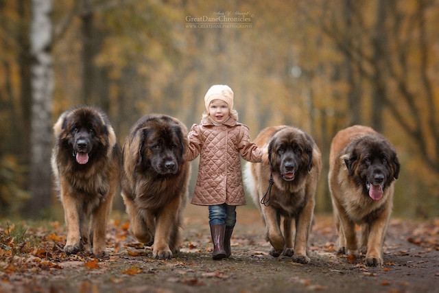 dogs & kids