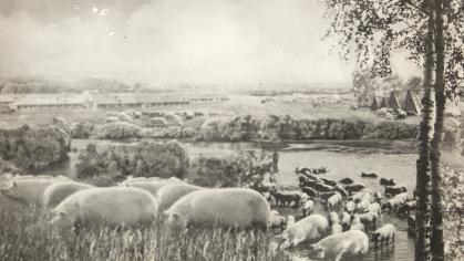 Black and white photo of large group of pigs climbing from a river up a hill in a rural landscape